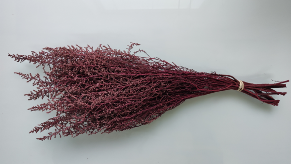Stabilizovaná rástlina Stoebe – farba červená